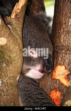 Ein schlafender Koala in Longleat Safari Park. Die einzige Koala's in Großbritannien. Stockfoto