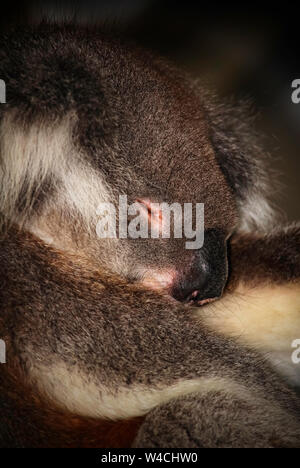 Ein schlafender Koala in Longleat Safari Park Stockfoto