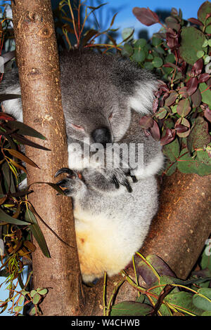 Ein schlafender Koala in Longleat Safari Park Stockfoto