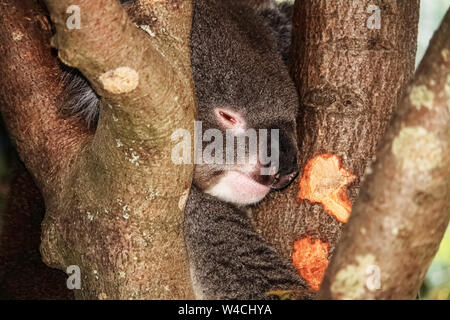 Ein schlafender Koala in Longleat Safari Park Stockfoto