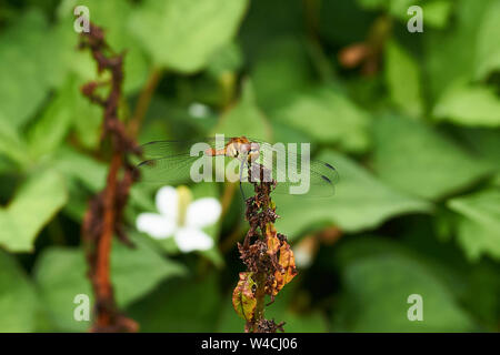 Dragonfly ruht auf getrockneten Pflanze Stamm mit dokudami (Hosta undulata 'cordata) Blüte und Blätter im Hintergrund. Stockfoto