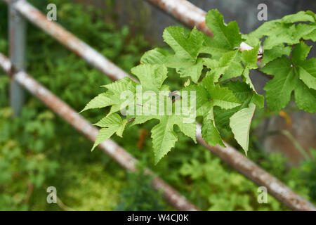 Blätter der weißen Maulbeere (Morus alba) Pflanze wächst wild vor einem alten verrosteten Zaun in Yuzawa, Niigata, Japan. Stockfoto