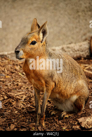 Patagonian Mara in Longleat Safari Park, UK. Diese Pflanzenfresser, etwas Kaninchen - wie Tier in offenen und semiopen Lebensräume in Argentinien, includi gefunden wird Stockfoto