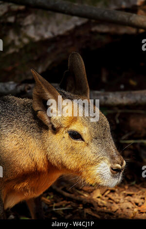 Eine Patagonian Mara in Longleat Safari Park, UK. Diese Pflanzenfresser, etwas Kaninchen - wie Tier in offenen und semiopen Lebensräume in Argentinien gefunden wird, inclu Stockfoto