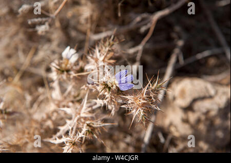 Dornige blau blühende Wüste Werk in hoanib fotografiert von Riverbed, Namibia Stockfoto