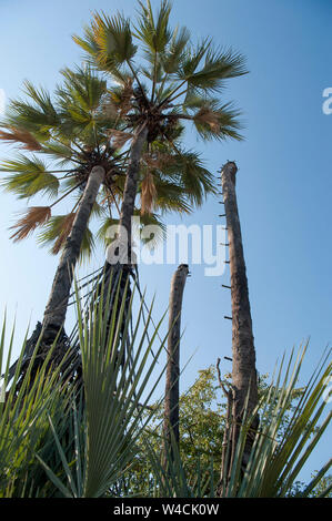 Makalani Palmen (Hyphaene petersiana), auch bekannt als der echte Fan Palm. Am Kunene Fluss (Cunene Flusses), der die Grenze zwischen Angola und Namibia fotografiert, so Stockfoto