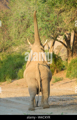 Afrikanischer Elefant, Wüste - angepasst Elefant (Loxodonta africana) essen Blätter und Zweige der Akazie, von hinten gesehen, Hoanib Wüste, Kaokoland, Nam Stockfoto