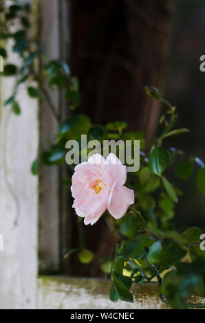 Light Pink Rose wächst auf Rahmen Stockfoto