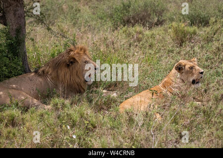 Löwe, Löwin ruhen im Gras in der Serengeti National Park, Tansania Stockfoto