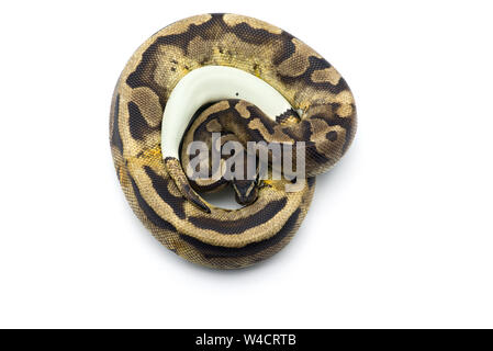 Albino hognose Snake auf weißem Hintergrund Stockfoto