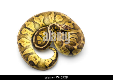 Albino hognose Snake auf weißem Hintergrund Stockfoto