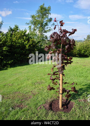 Acer negundo Drummondii Crimson King, neu auf einem Windgepeitschten amateur Garten gepflanzt bei 900 ft in Nidderdale. N Yorks 20/07/19. Stockfoto