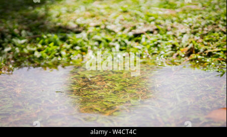 Pfütze im Gras in einem tropischen Land, Regen und Sonnenschein. Stockfoto