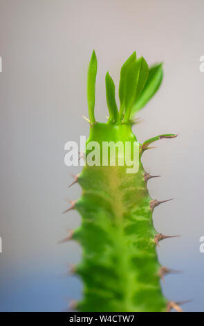 Euphorbia rotundifolia Afrikanischen Milch Baum, Kathedrale Kaktus, Abessinier euphorbia ist eine mehrjährige Pflanze, stammt ursprünglich aus Zentralafrika. Foto Stockfoto