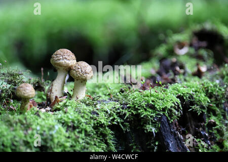 Pilze und Moos wächst an den alten trockenen Baumstumpf im Wald. Malerische wilde Natur Stockfoto