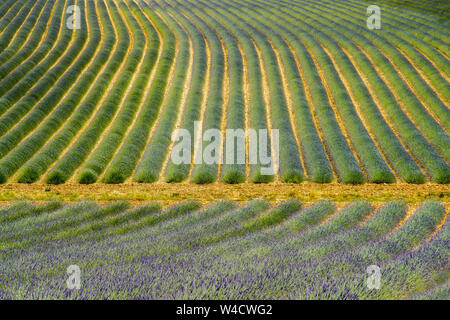 Felder, die mit Lavendel in Montagnac Region. Provence-Alpes-Cote d'Azur, Frankreich. Stockfoto