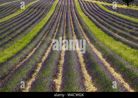 Felder, die mit Lavendel in Montagnac Region. Provence-Alpes-Cote d'Azur, Frankreich. Stockfoto