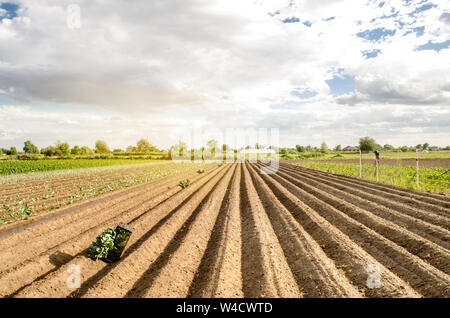 Boxen mit Kohl Sämlinge im Feld. Pflanzen Bio Gemüse auf einem Bauernhof. Umweltfreundliche Produkte. Agrar- und Landwirtschaft. Ukraine, Kherson reg Stockfoto