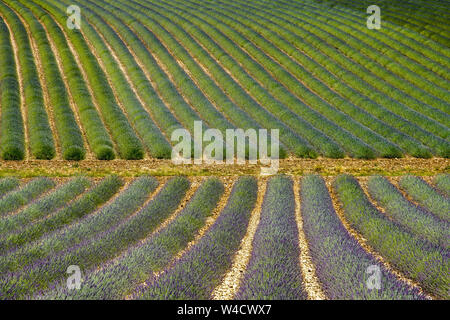 Felder, die mit Lavendel in Montagnac Region. Provence-Alpes-Cote d'Azur, Frankreich. Stockfoto