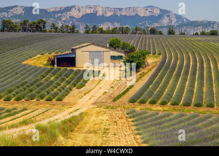 Felder, die mit Lavendel in Montagnac Region. Provence-Alpes-Cote d'Azur, Frankreich. Stockfoto