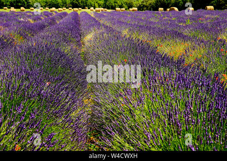 Felder, die mit Lavendel in Montagnac Region. Provence-Alpes-Cote d'Azur, Frankreich. Stockfoto