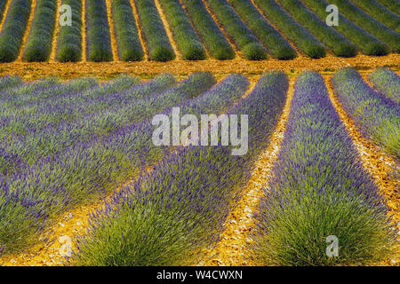 Felder, die mit Lavendel in Montagnac Region. Provence-Alpes-Cote d'Azur, Frankreich. Stockfoto