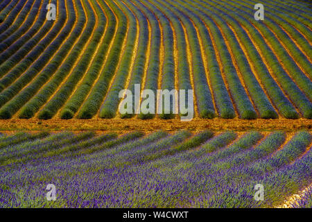 Felder, die mit Lavendel in Montagnac Region. Provence-Alpes-Cote d'Azur, Frankreich. Stockfoto