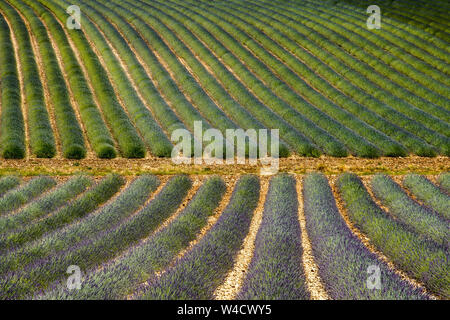 Felder, die mit Lavendel in Montagnac Region. Provence-Alpes-Cote d'Azur, Frankreich. Stockfoto