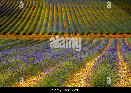 Felder, die mit Lavendel im Montagnac Region. Provence-Alpes-Cote d'Azur, Frankreich. Stockfoto