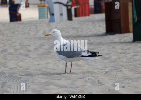 Seagull portrait. Nahaufnahme der Europäischen Silbermöwe stehen. Stockfoto