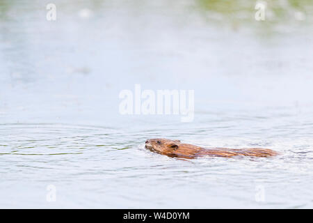 Bisamratte schwimmen in der Donau Delta Rumänien Stockfoto