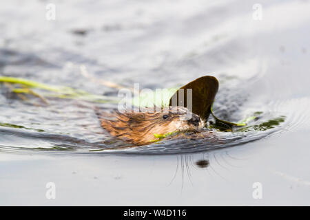 Bisamratte schwimmen in der Donau Delta Rumänien Stockfoto