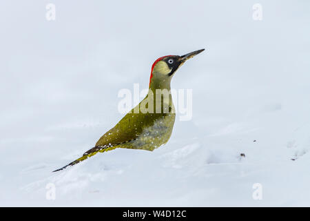 Europäische Grünspecht, Grünspecht (Picus viridis) Weibchen Stockfoto