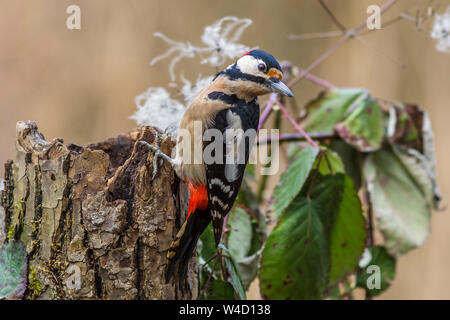 Buntspecht, Buntspecht (Dendrocopos major) Männchen Stockfoto