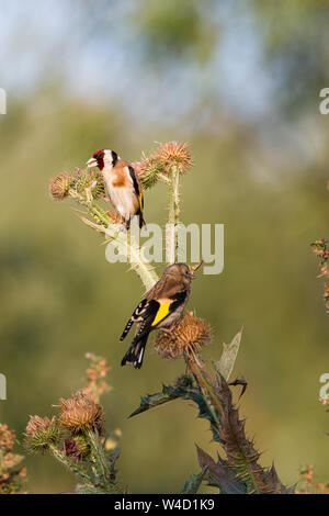 Golden Finken Goldfinches Fütterung auf teasels in Rumänien Stockfoto