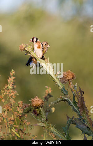 Golden Finken Goldfinches Fütterung auf teasels in Rumänien Stockfoto
