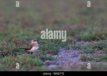 Pratincole in die Donau Delta Rumänien Stockfoto