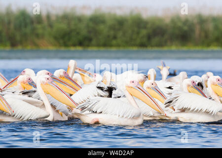 Pelikane im Donaudelta Stockfoto