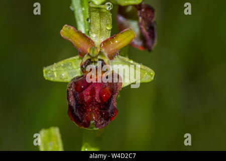 Frühe Spider-Orchidee, Spinnenragwurz (Ophrys sphegodes) Stockfoto