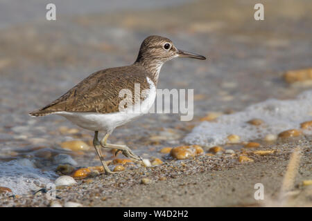 Flussuferläufer, Flussuferläufer (Actitis hypoleucos) Stockfoto