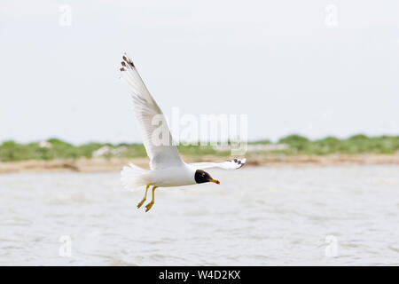 Pallas Gulls gegen den blauen Himmel fliegen Stockfoto