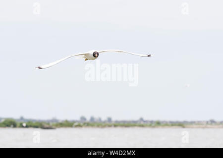 Pallas Gulls gegen den blauen Himmel fliegen Stockfoto