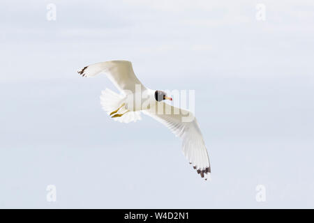 Pallas Gulls gegen den blauen Himmel fliegen Stockfoto