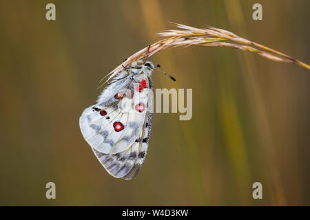 Mountain Apollo, Roter Apollo (clossiana Apollo) Stockfoto