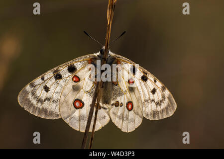 Mountain Apollo, Roter Apollo (clossiana Apollo) Stockfoto