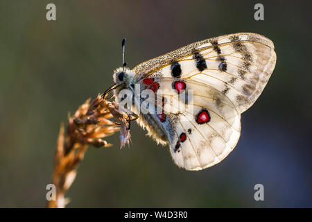 Mountain Apollo, Roter Apollo (clossiana Apollo) Stockfoto