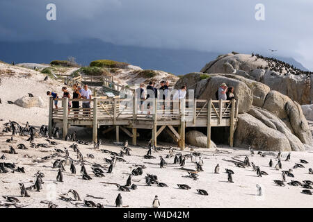 Aussichtsplattform am Boulders Beach in Simonstown, Kapstadt, Südafrika, wo eine gefährdete Kolonie afrikanischer Pinguine leben. Stockfoto