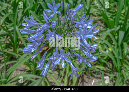 Lily Of The Nile Stockfoto