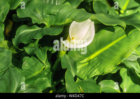 Wilden weißen Calla wachsen in Currawong Bush Park in Doncaster Ost, Victoria, Australien Stockfoto