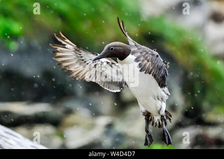 Gemeinsame guillemot im Flug Stockfoto